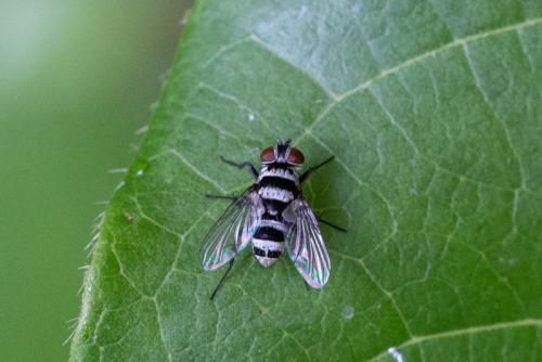 Réf. 244 019 : Trigonospila transvittata